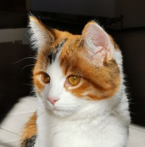 Meet your Posher, Connie